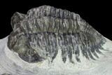Bargain, Coltraneia Trilobite Fossil - Huge Faceted Eyes #134372-3